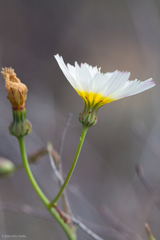 Malacothrix floccifera