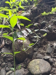 林正文, CC BY, iNaturalist via GBIF Salvia chinensis, photograph 林正文, CC BY, iNaturalist via GBIF