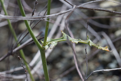 Malacothrix floccifera