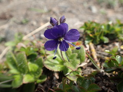Veronica grandiflora