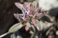 Collomia diversifolia