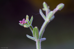 Galium bolanderi