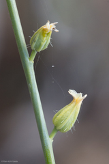 Streptanthus morrisonii