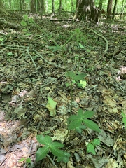Sanicula smallii