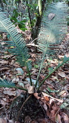 Dioon edule