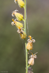 Streptanthus morrisonii