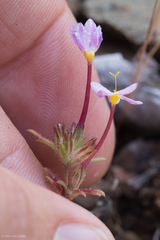 Leptosiphon parviflorus