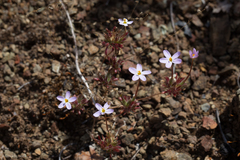 Leptosiphon parviflorus