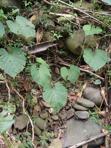 Foto de Jitirana