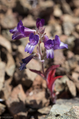 Collinsia greenei