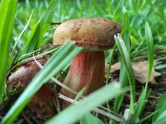 Boletus patrioticus