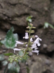 林正文, CC BY, iNaturalist via GBIF Salvia chinensis, photograph 林正文, CC BY, iNaturalist via GBIF