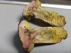 Boletus patrioticus