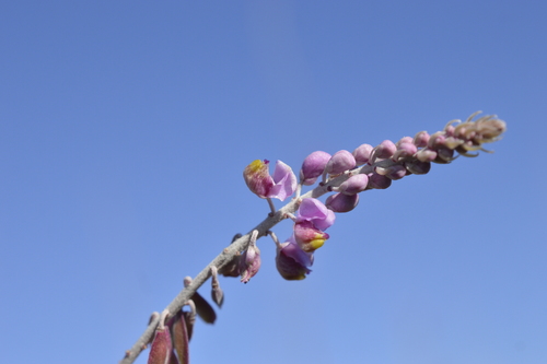 Monnina cuneata, photograph 5