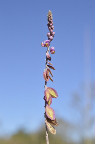Monnina cuneata, photograph 6