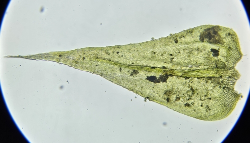 Image of Lesser Striated Feather-Moss (Plasteurhynchium striatulum) by (c) Helen Waterman, some rights reserved (CC BY)