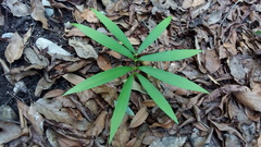 Zamia loddigesii