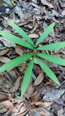Zamia loddigesii