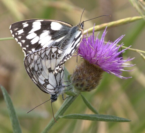 Melanargia galathea