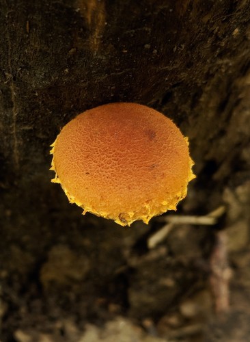 Agaricineae