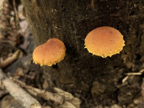 Agaricineae (Photo 2 of 13)