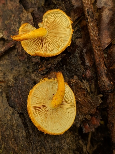 Agaricineae (Photo 3 of 13)