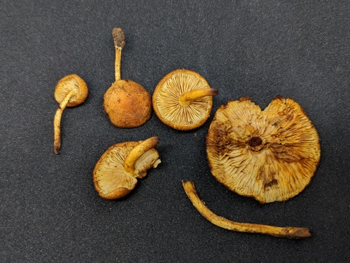 Agaricineae (Photo 4 of 13)