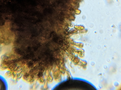 Agaricineae (Photo 10 of 13)