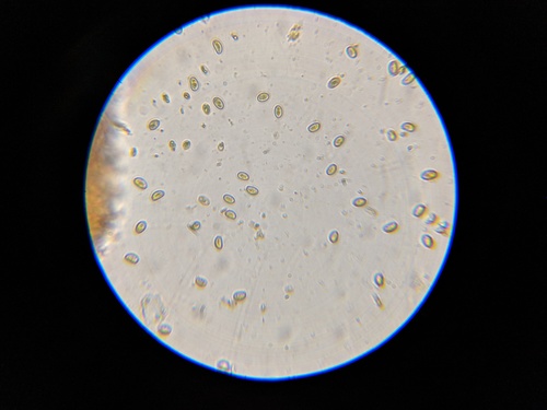 Agaricineae (Photo 11 of 13)