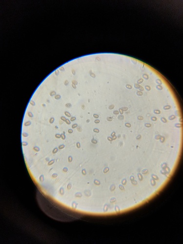 Agaricineae (Photo 12 of 13)