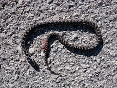 Elaphe quatuorlineata