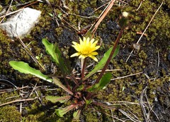 Taraxacum palustre