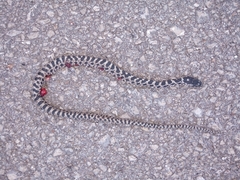 Elaphe quatuorlineata