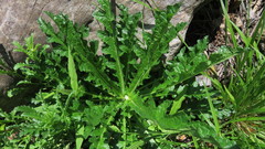 Asteraceae