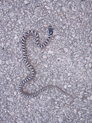 Elaphe quatuorlineata