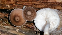 Pluteus granularis