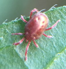 Balaustium