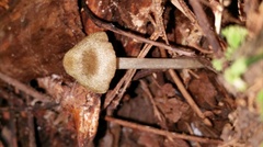 Entoloma flavoviride