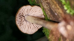 Entoloma flavoviride