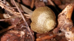 Entoloma flavoviride