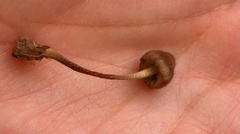 Entoloma flavoviride