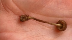 Entoloma flavoviride