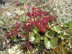 Micranthes purpurascens