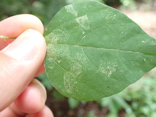 Macrosaccus morrisella photo 5