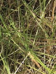 Cenchrus clandestinus