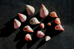 Micrelenchus purpureus