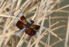 Libellula luctuosa