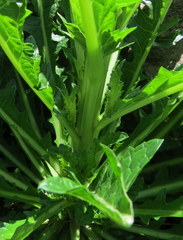 Asteraceae