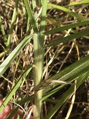 Cenchrus clandestinus