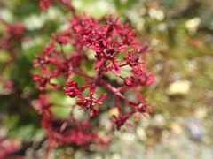 Micranthes purpurascens